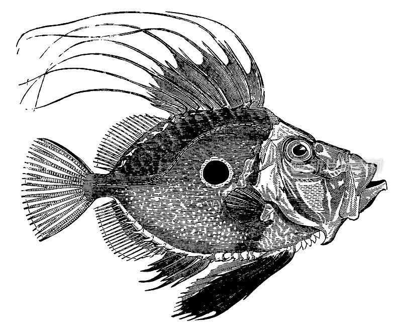 约翰多利鱼|古董动物插图